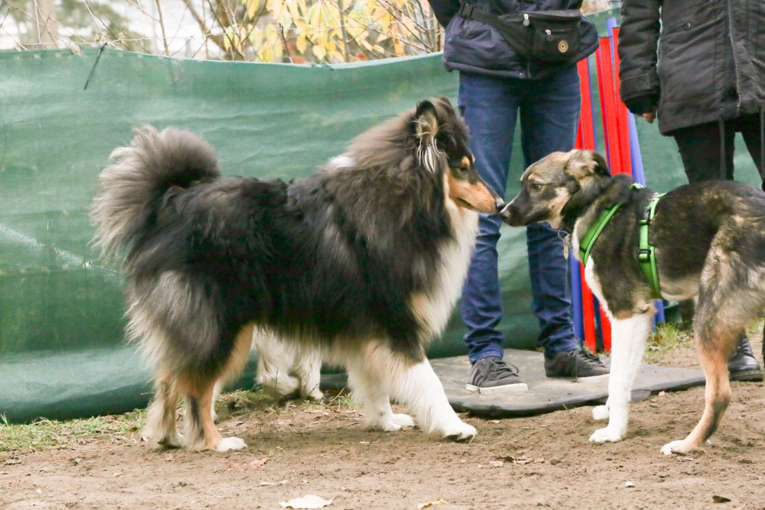 Junghundegruppe